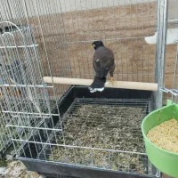 یک عدد مرغ مینا|پرنده|اسماعیلی, |دیوار