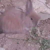 خرگوش پشمالو دونه|موش و خرگوش|سراوان, |دیوار