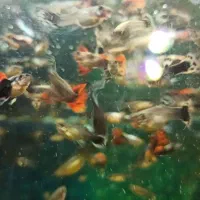 ماهی گوپی|ماهی|اصفهان, شهشهان|دیوار