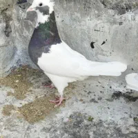 حیوون|حراج|فسا, |دیوار