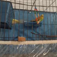 مرغ عشق|پرنده|جیرفت, |دیوار