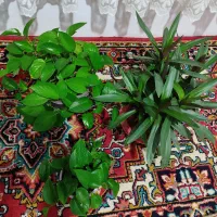 گلهای فروشی