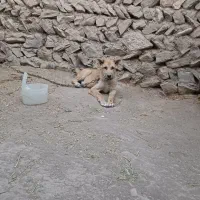 توله سگ سرابی  ۳ ماهه
