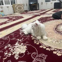 گربه|گربه|کرمانشاه, |دیوار