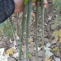 نهال صنوبر تبریزی|خدمات باغبانی و درختکاری|خوی, |دیوار