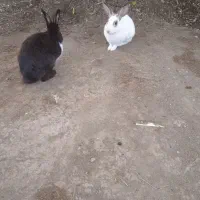 خرگوش بازیگوش و خانگی رودان سکل|موش و خرگوش|بیکاه, |دیوار