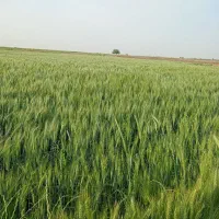 گندم  بذری