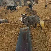 میش رومانف جوان