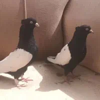 کبوتر|پرنده|مشهد, قوچان|دیوار