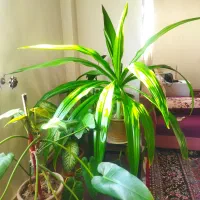 گل های طبیعی و زیبا
