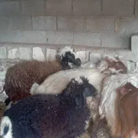 میش بره دار