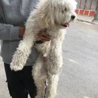 سگ پشمالو