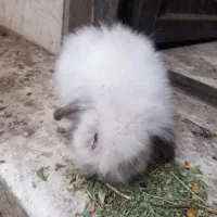 خرگوش مینی لوپ
