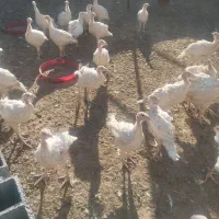 بوقلمون|حیوانات مزرعه|داراب, |دیوار