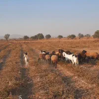 ۶راس میش چال ۳راس بز با بزغاله ۱راس نربز|حیوانات مزرعه|تاکستان, |دیوار