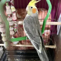 عروسهلندی نر