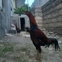خروس لاری معاوضه با جوجه لاری