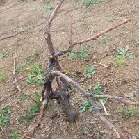 هرس پاییزه انگور|خدمات باغبانی و درختکاری|سنندج, |دیوار