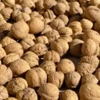 گردو بروجرد