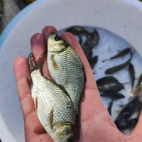 توزیع ماهی کپور آمور پرورش اصفهان|ماهی|اصفهان, ملاصدرا|دیوار