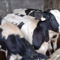 ۷راس گوساله  نر اسپرم گوشتی سیمینتال اصل جنس