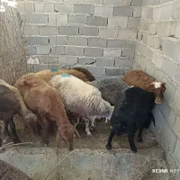۱۳عدد بره نر یک دست یک ماهم پروار شدن