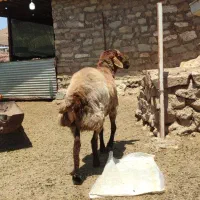 گوسفند و میش همو اصلاح شده