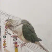 طوطی گرینچیک سخنگو|پرنده|کرمان, |دیوار