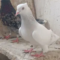 کبو تر رنگه دم سفید  ویهودی