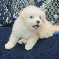 فروش یه عد سگ پامرانی|سگ|جهرم, |دیوار