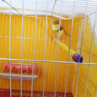 قناری نر کاکلی