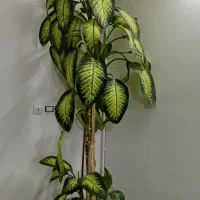 یک عددگل دیفن