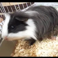 همستر، خوکچه هندی کم سن