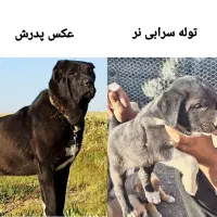 توله سرابی|سگ|کوزران, |دیوار