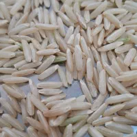 برنج ایرانی طارم قهوه ای غلامعباس فلاح وپسران(1gk)|خوردنی و آشامیدنی|مشهد, رسالت|دیوار