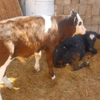 گاو گوساله غزوشی