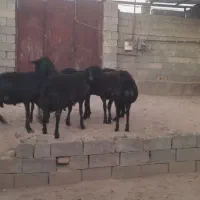 قوچ قره غزل