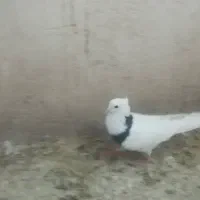 کبوتر معاوضه با چاقو و...|پرنده|فولادشهر, B7|دیوار