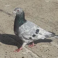 کبوتر کوهی و مگزی