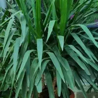 انواع گیاهان کینگ یوکا آمستر|گل و گیاه طبیعی|تهران, زیبادشت|دیوار