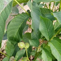 نهال گردو ۷ ساله