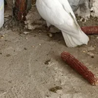 کبوتر طوقی|پرنده|مریوان, |دیوار