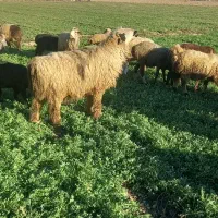 قوچ داشتی ترکی