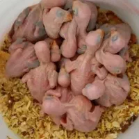 طوطی ملنگو مولدسالنی