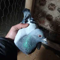 کفتر پلاکی نامی|پرنده|داران, |دیوار