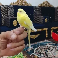 مرغ عشق دستی