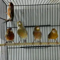 قناری|پرنده|قم, ناصردیوان|دیوار