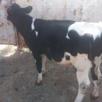 گوساله|حیوانات مزرعه|رضویه, |دیوار