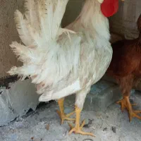خروس جوان
