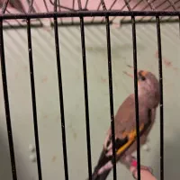 جوجه سهره های دورک فیروزکوه|پرنده|فیروزکوه, |دیوار